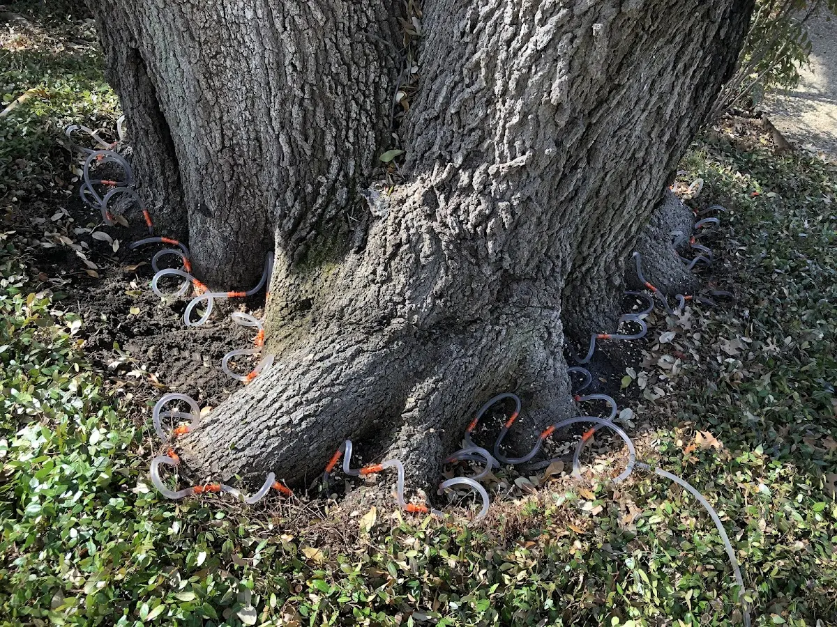 Detailed Tree Cabling and Bracing job site in Clarkton