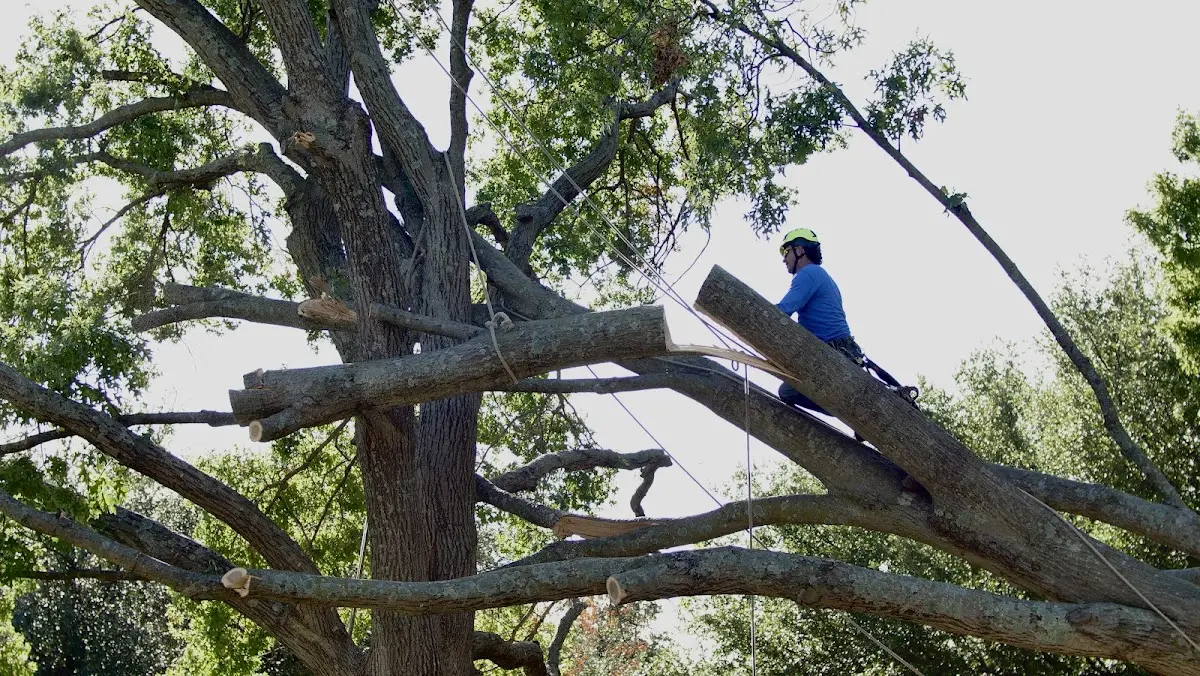Professional Crown Thinning performed by certified arborists in Clarkton